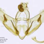 Attēlu rezultāti vaicājumam “Depressaria olerella”