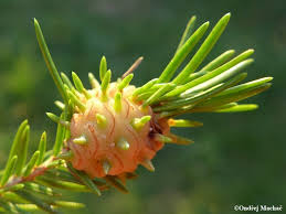 Attēlu rezultāti vaicājumam “Sacchiphantes abietis”
