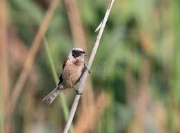 Attēlu rezultāti vaicājumam “Remiz pendulinus”