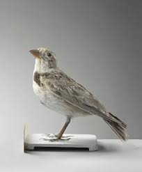 Image result for Melanocorypha calandra