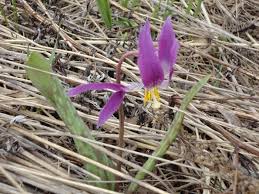Attēlu rezultāti vaicājumam “Erythronium sibiricum flower”