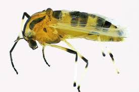 Attēlu rezultāti vaicājumam “Cricotopus”