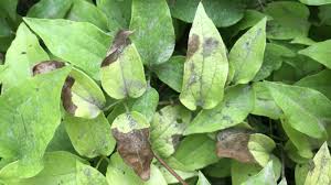 Attēlu rezultāti vaicājumam “Clematis leaf”