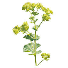 Attēlu rezultāti vaicājumam “Alchemilla subcrenata  flower”
