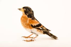 Attēlu rezultāti vaicājumam “Fringilla montifringilla”