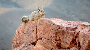 Image result for viscacha