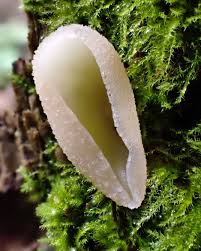 Attēlu rezultāti vaicājumam “Peziza varia”