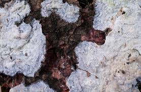 Attēlu rezultāti vaicājumam “Phlebiopsis gigantea”