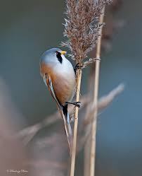 Attēlu rezultāti vaicājumam “Panurus biarmicus male”