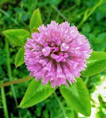 Attēlu rezultāti vaicājumam “Trifolium pratense flower”