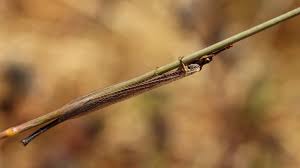 Attēlu rezultāti vaicājumam “Myrmeleontidae imago”