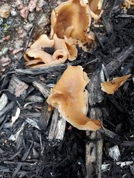 Attēlu rezultāti vaicājumam “Peziza repanda”