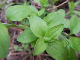 Attēlu rezultāti vaicājumam “Moehringia trinervia bud”