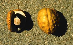 Attēlu rezultāti vaicājumam “Aesculus x hybrida fruit”