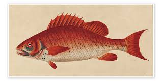 Image result for Lutjanus campechanus