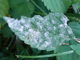 Attēlu rezultāti vaicājumam “Erysiphe galeopsidis”