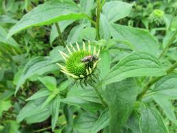 Attēlu rezultāti vaicājumam “Echinacea purpurea bud”