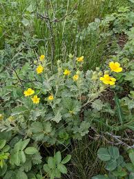 Attēlu rezultāti vaicājumam “Potentilla arenaria leaf”