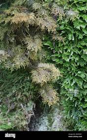 Attēlu rezultāti vaicājumam “Hylocomium splendens sporophyte”