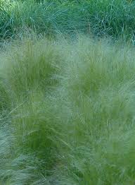 Attēlu rezultāti vaicājumam “Najas tenuissima leaf”