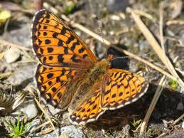 Attēlu rezultāti vaicājumam “Clossiana euphrosyne underside”