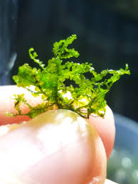 Attēlu rezultāti vaicājumam “Chiloscyphus polyanthos sporophyte”