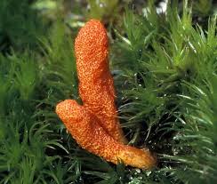 Attēlu rezultāti vaicājumam “Cordyceps militaris”