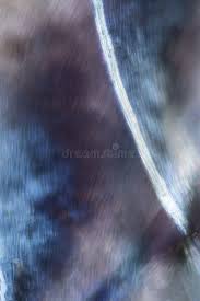 Attēlu rezultāti vaicājumam “Platygyrium repens”