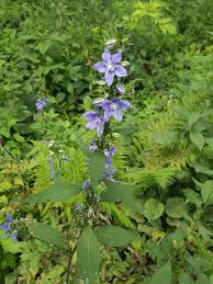Image result for Campanula americana