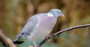 Attēlu rezultāti vaicājumam “Columba palumbus adult”