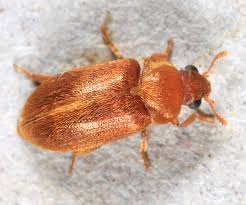 Attēlu rezultāti vaicājumam “Byturidae”