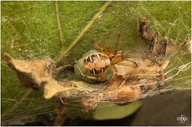 Attēlu rezultāti vaicājumam “Phylloneta cocoon”