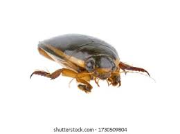 Attēlu rezultāti vaicājumam “Dytiscus dimidiatus”