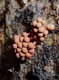 Attēlu rezultāti vaicājumam “Trichia sp.”