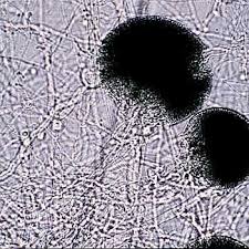 Attēlu rezultāti vaicājumam “Colloderma sp.”