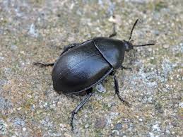 Attēlu rezultāti vaicājumam “Silphidae”