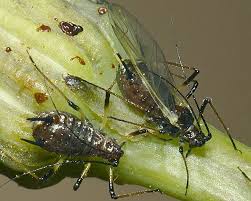 Attēlu rezultāti vaicājumam “Uroleucon cirsii”