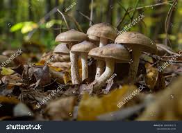 Attēlu rezultāti vaicājumam “Cortinarius traganus”