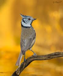 Attēlu rezultāti vaicājumam “Lophophanes cristatus adult”