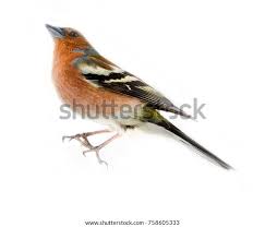 Attēlu rezultāti vaicājumam “Fringilla coelebs”