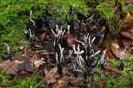 Attēlu rezultāti vaicājumam “Xylaria”