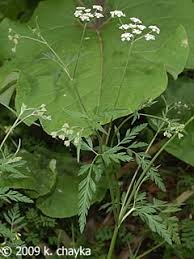 Attēlu rezultāti vaicājumam “Torilis japonica”