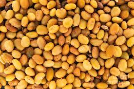 Attēlu rezultāti vaicājumam “Medicago lupulina fruit”