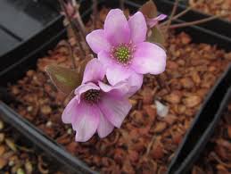 Attēlu rezultāti vaicājumam “Hepatica nobilis flower”