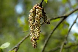 Attēlu rezultāti vaicājumam “Betula pubescens flower”