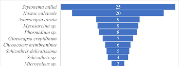 Attēlu rezultāti vaicājumam “Gloeocapsa rupestris”