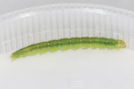 Attēlu rezultāti vaicājumam “Agonopterix alstromeriana”