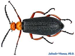 Attēlu rezultāti vaicājumam “Meloidae”