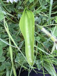 Attēlu rezultāti vaicājumam “Ophioglossum vulgatum”