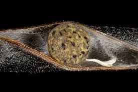 Attēlu rezultāti vaicājumam “Vicia angustifolia leaf”